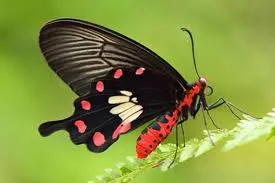 Black and red butterfly perched on a leaf.