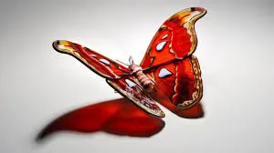 A red and white butterfly with spread wings.