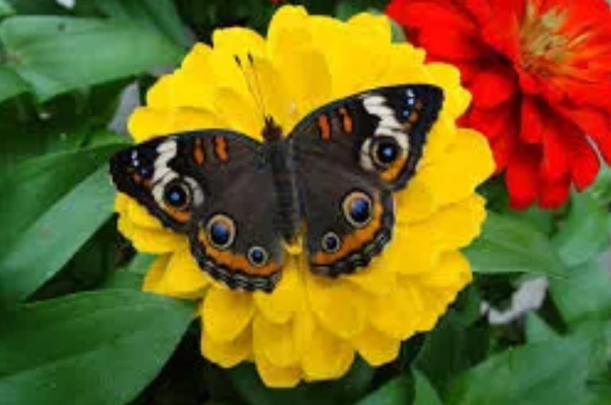 A butterfly sitting on top of a yellow flower.