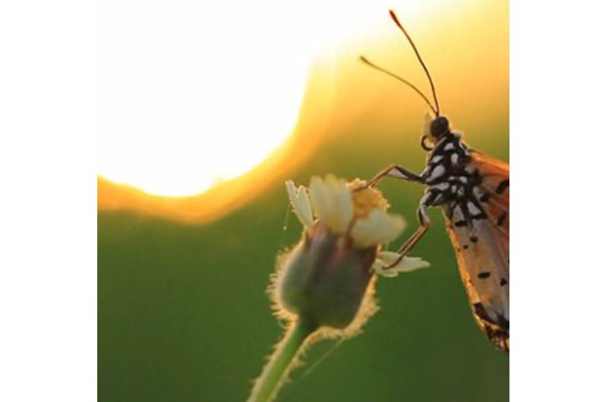 A butterfly is sitting on the flower of a plant.