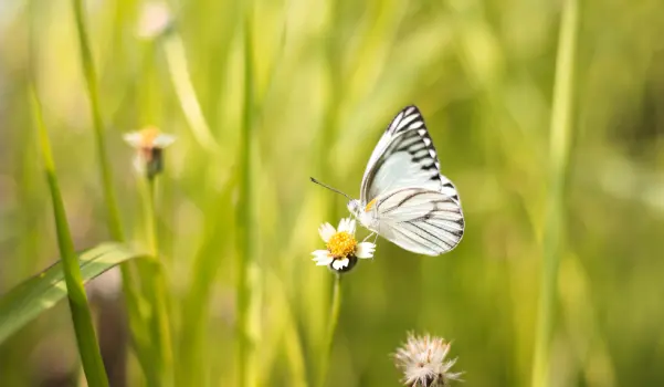 A butterfly is flying over the flower.