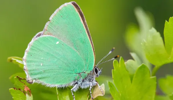 A green butterfly sitting on top of a plant.