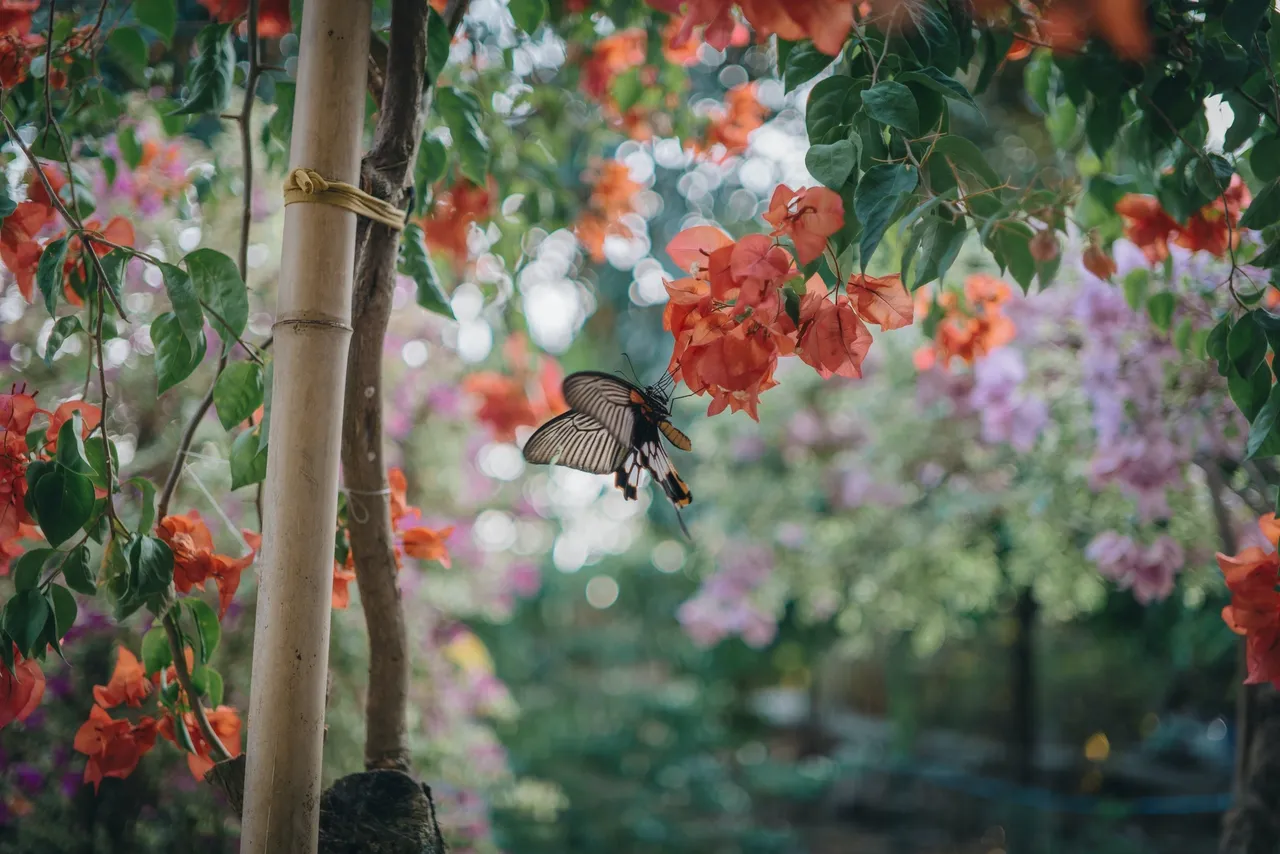 Butterfly on flowers in a garden.