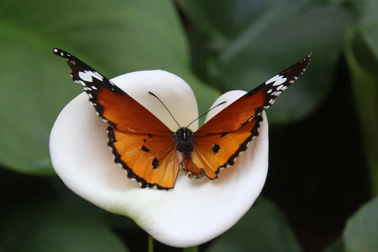 Orange and black butterfly on white flower.