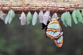 Butterfly emerging from chrysalis among others.