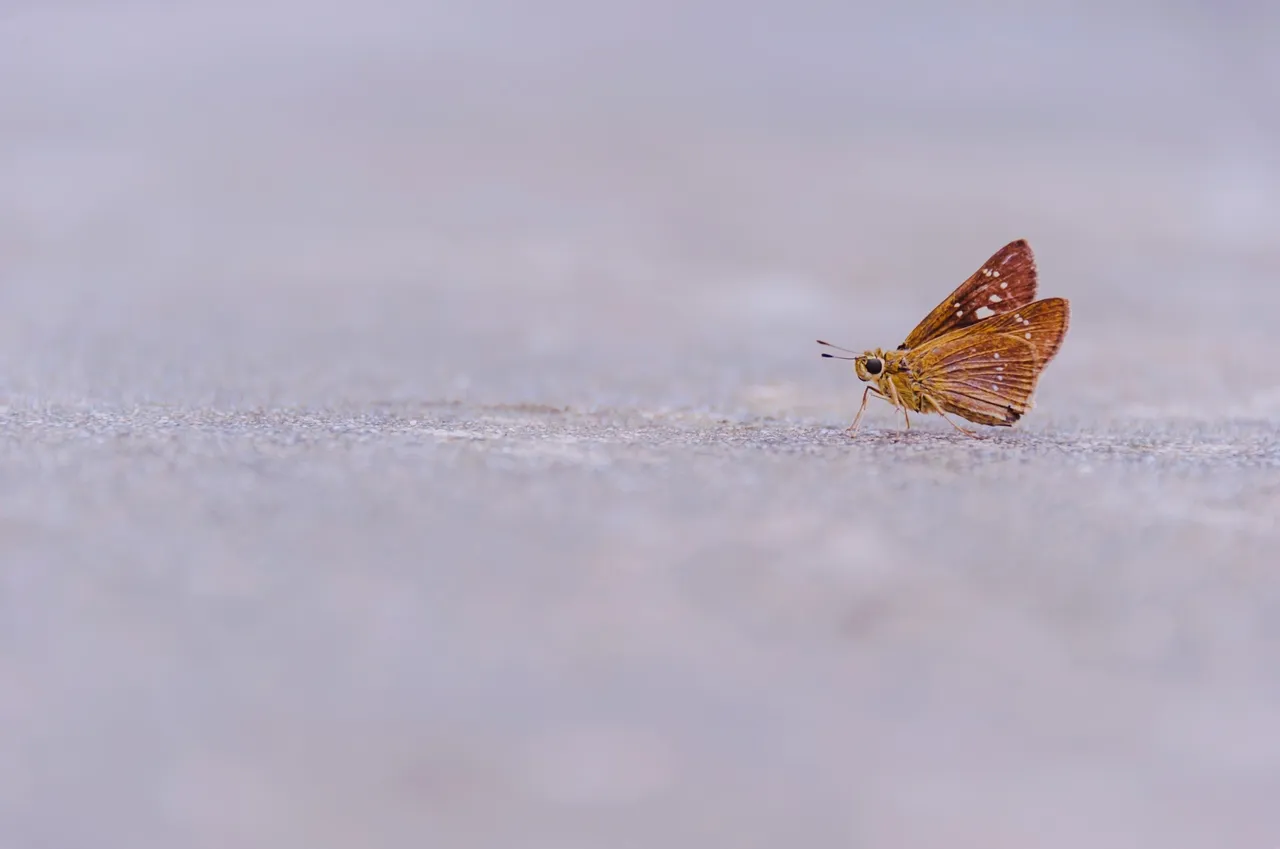 Brown butterfly on gray surface.