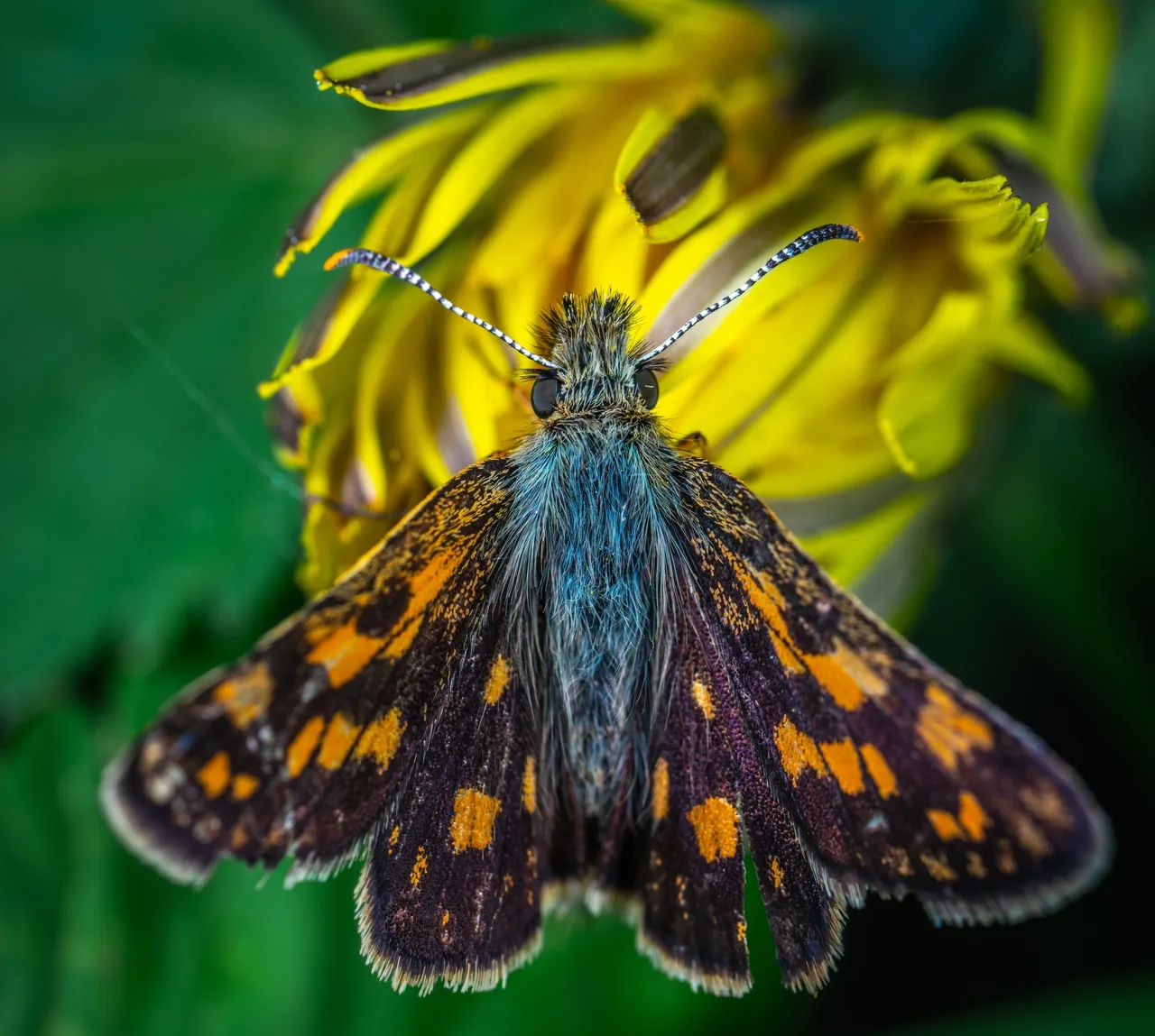 Black and orange butterfly on yellow flower.