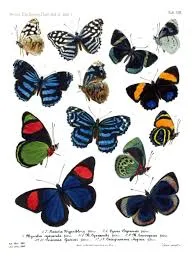 Collection of colorful butterflies on white background.