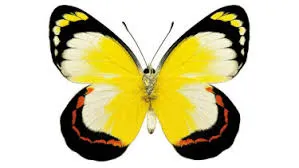 A yellow butterfly with black and red markings.