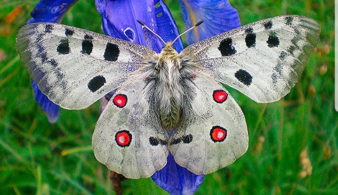 White butterfly with black and red spots.