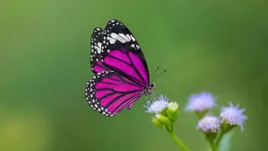 A pink butterfly perched on a flower.