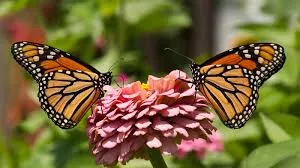 Two monarch butterflies on a pink flower.