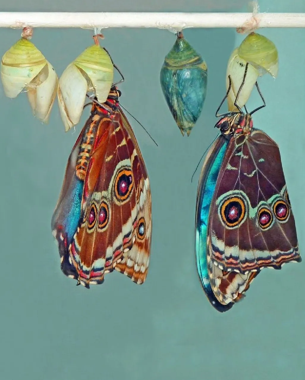 Two butterflies emerging from cocoons.