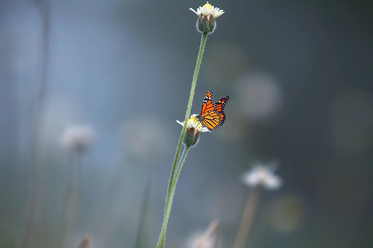 Monarch butterfly on a flower stem.