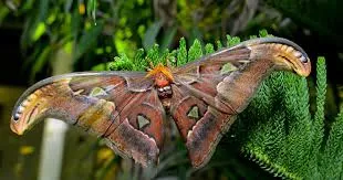 A large brown moth with outstretched wings.