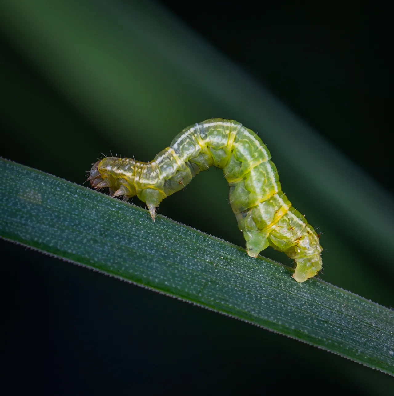 Green caterpillar crawling on a leaf.