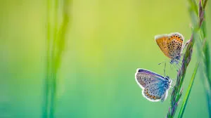 Two butterflies perched on a green stem.