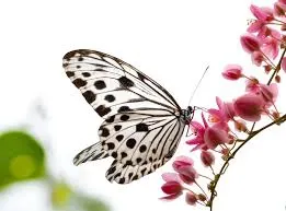 A black and white butterfly on pink flowers.