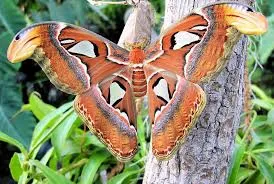 A large, brown Atlas moth on a branch.