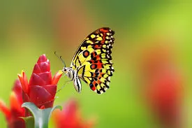 A colorful butterfly on a red flower.