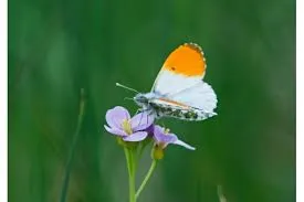 Orange tip butterfly perched on a flower.