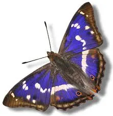 A purple and brown butterfly with wings spread.