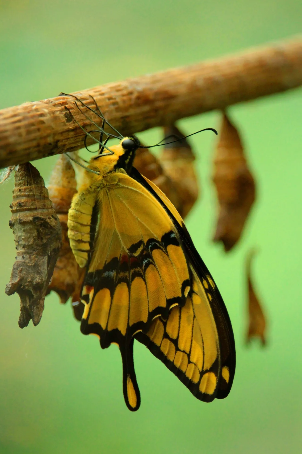 Yellow butterfly on a branch with chrysalises.