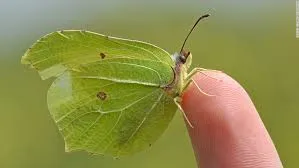 A pale green butterfly perched on a finger.