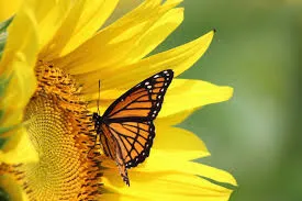 A butterfly perched on a sunflower.