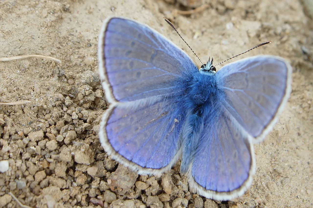 Blue butterfly on dirt ground.