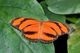 Orange butterfly with black stripes on a leaf.