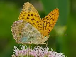 A yellow and brown butterfly on a flower.