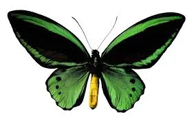 Green and black butterfly with yellow antennae.