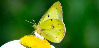 Yellow butterfly on a yellow flower.