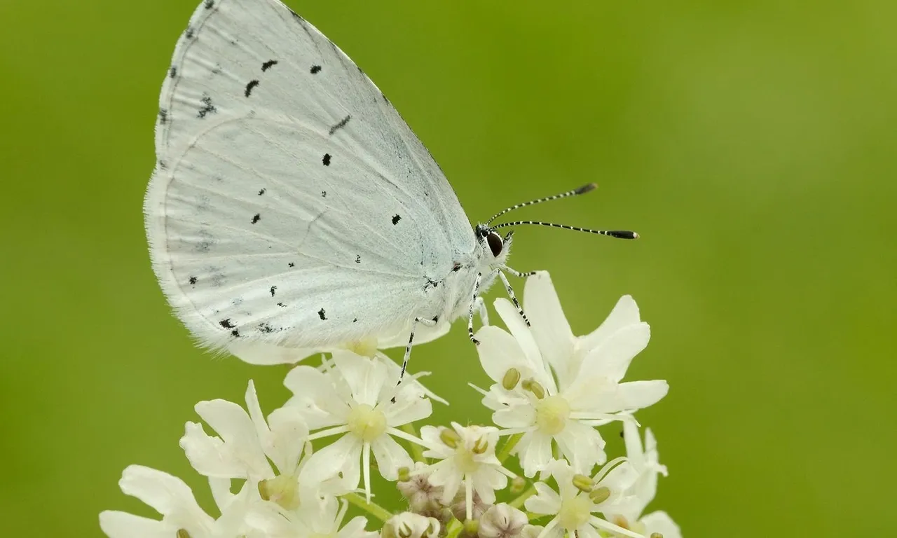 White butterfly on white flower.