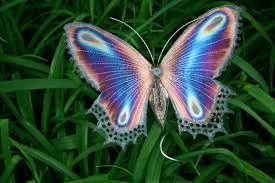 A colorful butterfly perched in green grass.