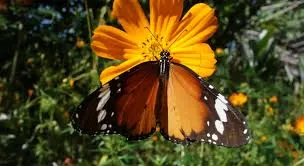 A butterfly perched on a yellow flower.