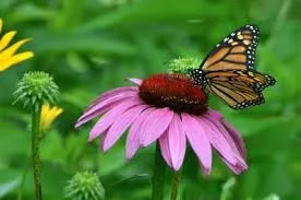 Monarch butterfly on a purple flower.