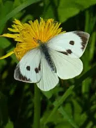 White butterfly with black spots on a yellow flower.