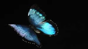 Blue butterfly with wings spread against a black background.