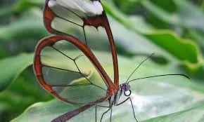 A glasswing butterfly with transparent wings.