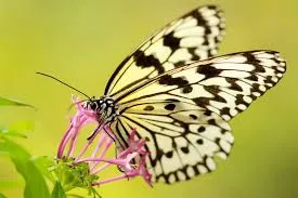 Black and white butterfly on a pink flower.