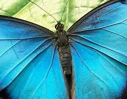 Blue Morpho butterfly with open wings.