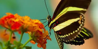 A black and white butterfly feeding on a flower.