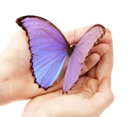 Purple butterfly resting in cupped hands.