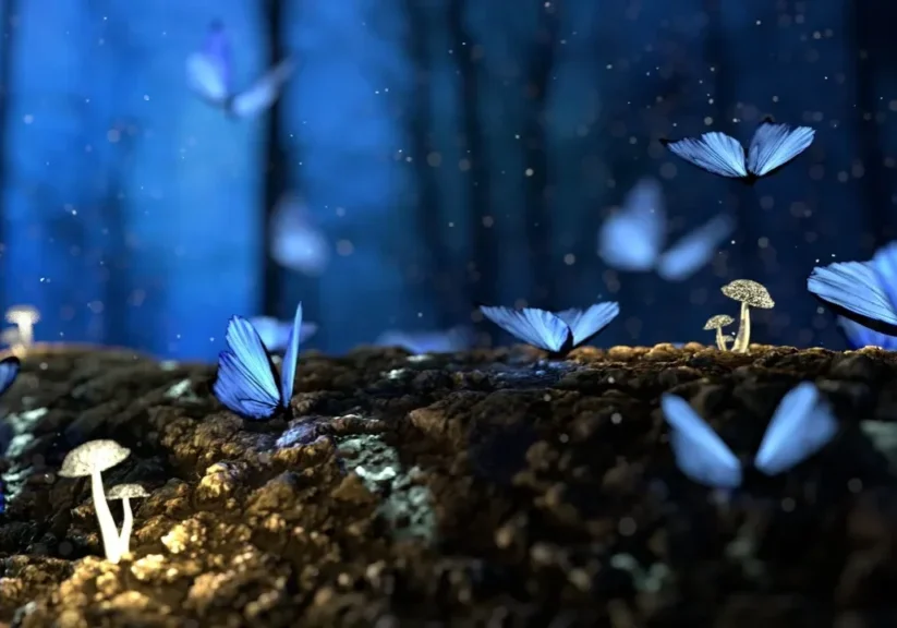 Blue butterflies and mushrooms in forest.