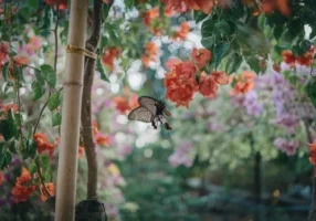 Butterfly on flowers in a garden.