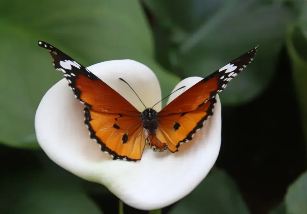 Orange and black butterfly on white flower.