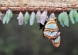 Butterfly emerging from chrysalis among others.