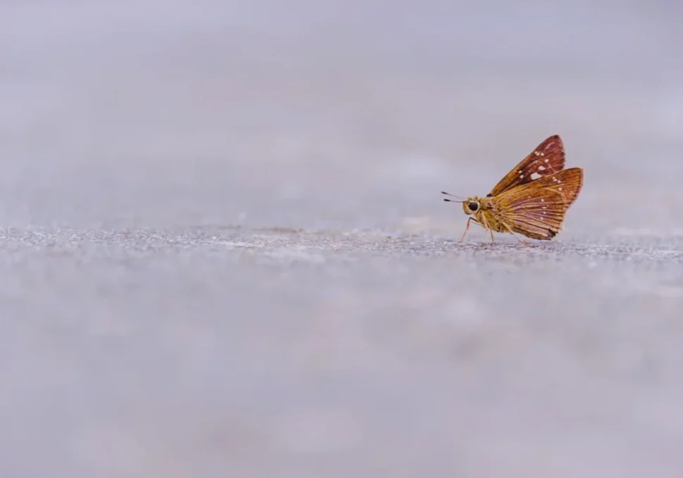 Brown butterfly on gray surface.